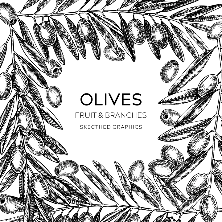Olive branch frame design isolated on white. Vector background with leaves, berries, and fruit sketches in vintage style. Vegetable oil ingredients card. Olive tree vector illustration